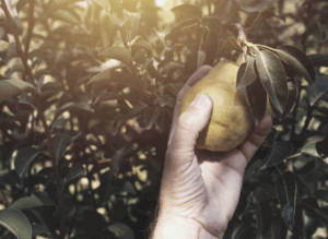Marriage: Ripe for the Picking—The Top 10 Signs of Vulnerability to an Extra-Marital Affair