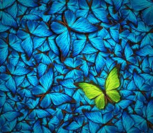 Podcast 064: What Happens When the Butterflies of Love Die?